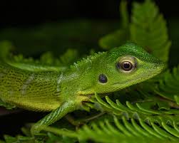 Attēlu rezultāti vaicājumam “Lycogala asperum macro”