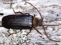 Attēlu rezultāti vaicājumam “Rhynchaenus lonicerae”