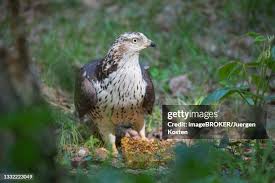 Attēlu rezultāti vaicājumam “Pernis apivorus adult”