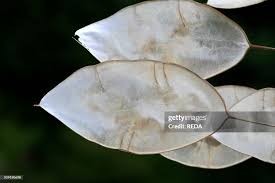 Attēlu rezultāti vaicājumam “Lunaria rediviva leaf”