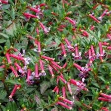 Image result for Cuphea ignea