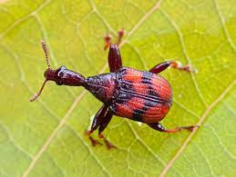 Attēlu rezultāti vaicājumam “Attelabidae”