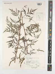 Attēlu rezultāti vaicājumam “Ambrosia artemisiifolia fruit”