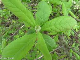 Attēlu rezultāti vaicājumam “Mespilus germanica leaf”