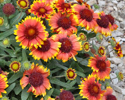 Image result for Gaillardia pulchella