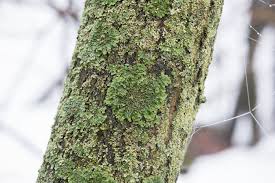 Attēlu rezultāti vaicājumam “Physconia detersa”