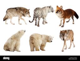 Attēlu rezultāti vaicājumam “Carnivora”