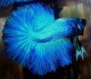 California Betta Society - a Northern California organization of ...