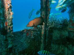 Image result for Cephalopholis cruentata