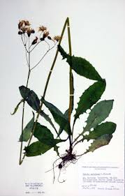 Attēlu rezultāti vaicājumam “Crepis paludosa leaf”