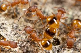 Attēlu rezultāti vaicājumam “Dipogon sp.”