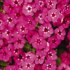 Image result for Phlox drummondii