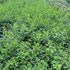 Attēlu rezultāti vaicājumam “Forsythia intermedia”