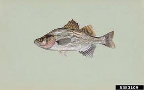 Image result for Morone americana