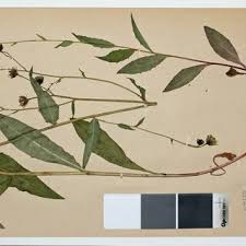 Attēlu rezultāti vaicājumam “Hieracium vulgatum”