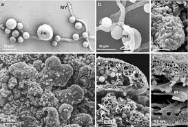 Attēlu rezultāti vaicājumam “Xanthoria parietina”