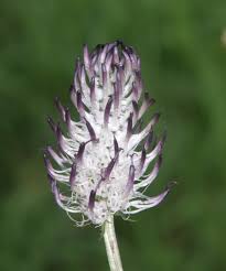 Attēlu rezultāti vaicājumam “Phyteuma spicatum bud”