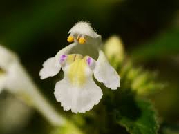 Image result for Galeopsis segetum