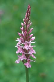Attēlu rezultāti vaicājumam “Dactylorhiza”