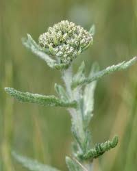Attēlu rezultāti vaicājumam “Achillea millefolium bud”