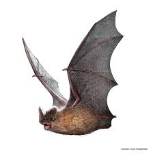 Attēlu rezultāti vaicājumam “Barbastella barbastellus”