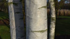 Attēlu rezultāti vaicājumam “Betula pendula”