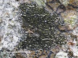 Attēlu rezultāti vaicājumam “Opegrapha atra”