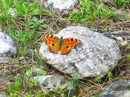 Attēlu rezultāti vaicājumam “Aglais urticae underside”