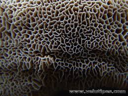 Attēlu rezultāti vaicājumam “Antrodia mellita”