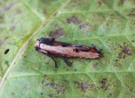 Attēlu rezultāti vaicājumam “Chortodes fluxa”