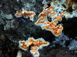 Attēlu rezultāti vaicājumam “Leucogyrophana mollusca”