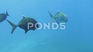 Image result for Caranx hippos