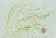 Attēlu rezultāti vaicājumam “Stuckenia pectinata leaf”