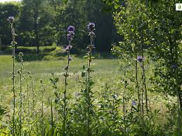 Attēlu rezultāti vaicājumam “Campanula cervicaria bud”
