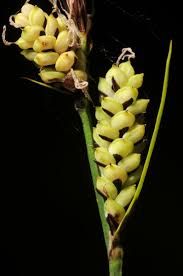 Attēlu rezultāti vaicājumam “Carex cespitosa”