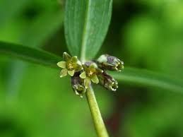 Attēlu rezultāti vaicājumam “Polygonatum verticillatum bud”
