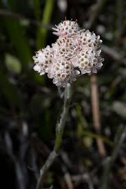 Attēlu rezultāti vaicājumam “Antennaria dioica male flower”