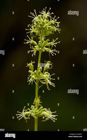 Attēlu rezultāti vaicājumam “Silene otites”