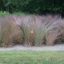 Attēlu rezultāti vaicājumam “Antrodia gossypium”