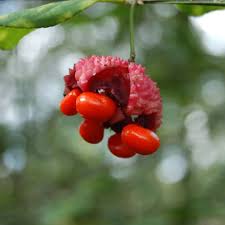 Attēlu rezultāti vaicājumam “Blysmus compressus fruit”