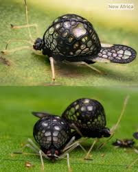 Attēlu rezultāti vaicājumam “Cixius sp.”