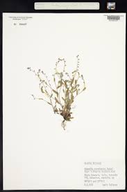 Attēlu rezultāti vaicājumam “Myosotis ramosissima”