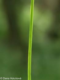 Attēlu rezultāti vaicājumam “Galium elongatum”