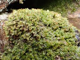 Attēlu rezultāti vaicājumam “Diplophyllum albicans”