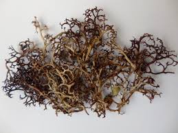 Attēlu rezultāti vaicājumam “Cetraria islandica”