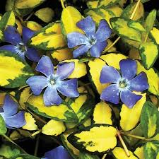 Attēlu rezultāti vaicājumam “Vinca minor leaf”