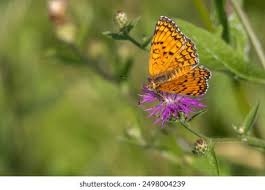 Attēlu rezultāti vaicājumam “Melitaea phoebe underside”