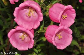 Image result for Campanula medium