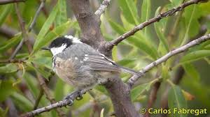 Attēlu rezultāti vaicājumam “Periparus ater adult”