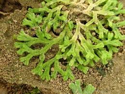 Attēlu rezultāti vaicājumam “Taxiphyllum wissgrillii”